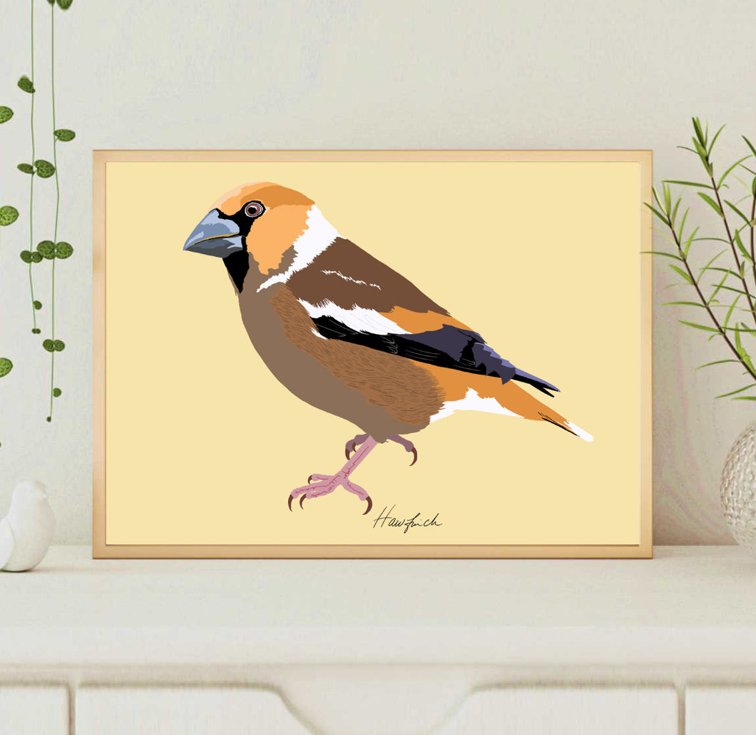 A4 Hawfinch Print