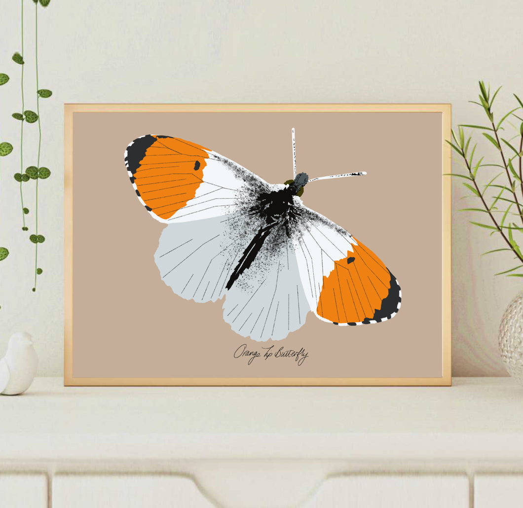 A4 Orange Tip Butterfly Print
